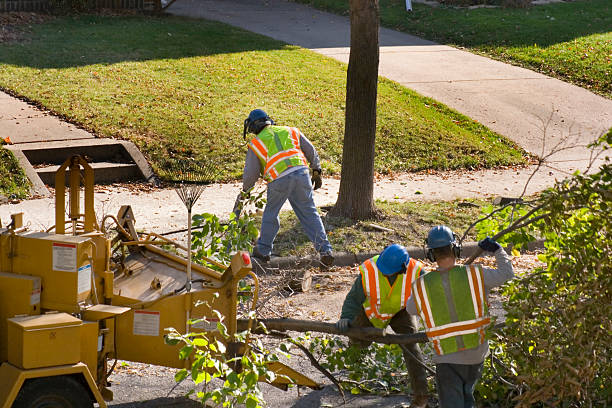 Best Tree Branch Trimming  in Sugar Creek, MO